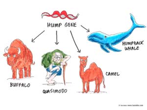 5-hump-gene-tau-boga