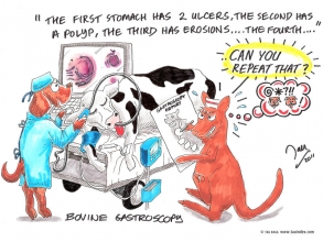 Bovine gastroscopy